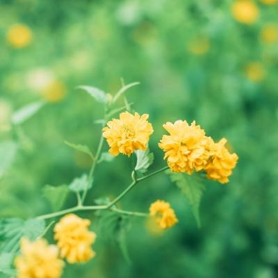 双人成行手机版